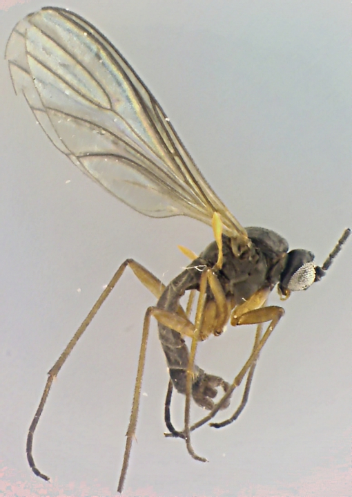 Lycorella venosa.jpg